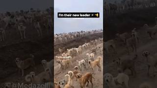 The Army Of Dogs Is Prepared We Ride At Dawn  Funny Dog Clips [upl. by Teodoro]