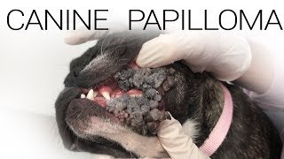 Canine Papilloma Virus  Extreme Case [upl. by Carlyn]