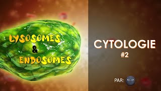 2 CYTOLOGIE  Les lysosomes et les endosomes par 🌚 [upl. by Otrebmuh971]