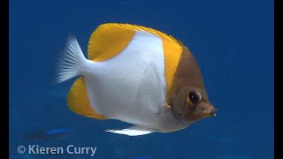 Pyramid Butterflyfish  Hemitaurichthys polylepis [upl. by Releehw86]