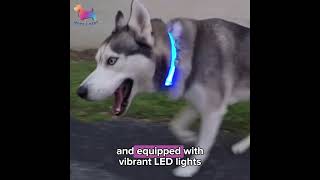 Rechargeable LED Pet Collars [upl. by Hare]