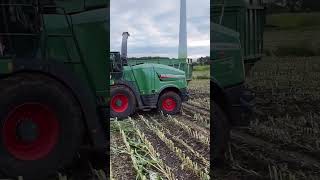 Lohnunternehmen Mählmeyer in der Maisernte farming farmlife offroad fendt [upl. by Towney]