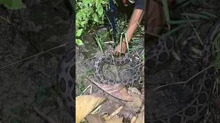 nemu ular Daboia Siamensis saat hunting di malam hari puspa Daboiasiamensis berbisa reptiles [upl. by Margarita428]