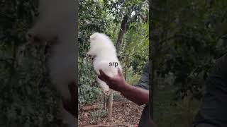 puppy wagging tail 🥰🥰🥰🥰 love tailoc tamilsong song [upl. by Thomajan]