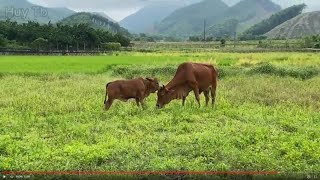 Cows are grazing and killers are hunting on the green steppe [upl. by Corabel722]