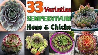 33 Sempervivum Varieties with Identification  Hens and Chicks Succulents  Plant and Planting [upl. by Koblick]