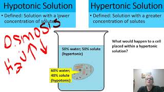 Hypotonic vs Hypertonic PowerPoint [upl. by Rainger50]