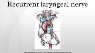 Recurrent laryngeal nerve [upl. by Ahmar]