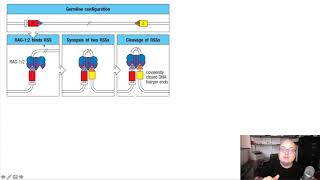 52 Mechanisms of VDJ recombination [upl. by Ahsieken]