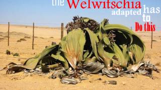 Welwitschia Mirabilis [upl. by Yahsan]