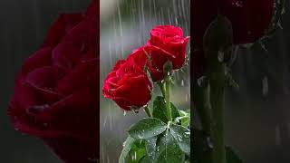 Roses amp Rain Natures Most Beautiful Moment shorts sleep music soothing relaxation [upl. by Parsifal]