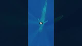 En el Día de los Animales descubre los gigantes de la Antártida 🐋🐧 [upl. by Ixela]