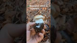 Novembre 2024 in Valtellina 🗻🍄‍🟫🍄‍🟫 porcini porcini funghi nature [upl. by Aicirtak]