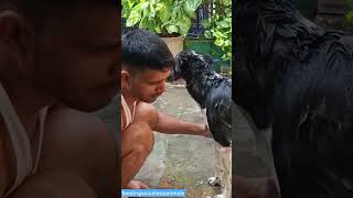 🛁🛁 song doglover love youtubeshorts shorts puppy play [upl. by Donal]