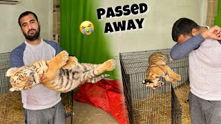 Tiger Passed Away😭Chor k Chla Giya Ye bhi [upl. by Nylra]