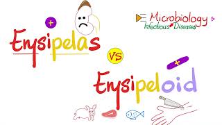 Erysipelothrix vs Erysipelas of Streptococcus pyogenes Group A Streptococci  Comparison [upl. by Natalya]