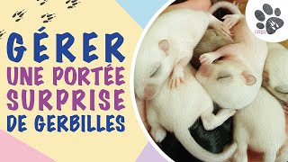 Comment Gérer Une Portée Surprise De Bébés Gerbilles et comment léviter [upl. by Gnap]