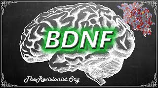 Understanding BDNF and Its Importance to Brain Health [upl. by Gilbertson]