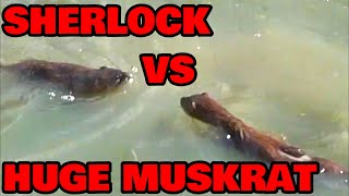 Sherlock Catches A HUGE Muskrat [upl. by Iggem]