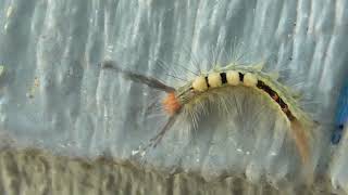 Whitemarked Tussock Moth Caterpillar [upl. by Arakat]