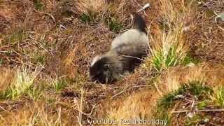 Kaiser Franz Josef Höhe an der Grossglockner Hochalpenstrasse Murmeltiere Mankei Marmot beobachten [upl. by Lamahj193]