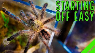 Top 10 Beginner Tarantulas YOU Overlooked [upl. by Howie]