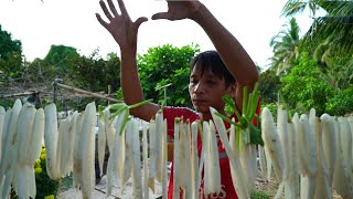 Harvesting White Radishes at the end of the year to sell at the market [upl. by Manny687]