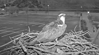 Iris The Osprey Returns To Her Nest In Hellgate Canyon – April 5 2024 [upl. by Farron499]