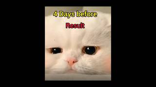 Few days before result 😂🤣 subscribe cat kittten like [upl. by Ransome]