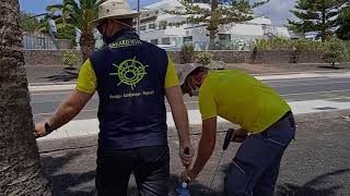 Aplicación Endoterapia en Palmera Canaria  Canariensis Paisajes [upl. by Assyral]