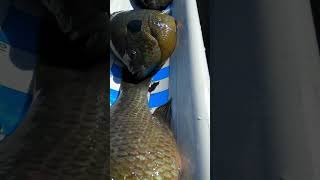 Beautiful Specklebelly Sunfish fisheriesmanagement [upl. by Jonati]