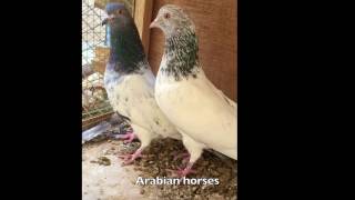 tippler pigeons golden حمام باكستاني قولدن بيور مطيار صعب [upl. by Valeta]