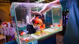 Exotic RANCHU amp ORANDA Goldfish Store Tour Singapore Goldfish [upl. by Kaiser965]