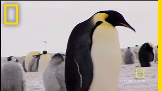 Penguins Dressed for Success  National Geographic [upl. by Kurtis752]