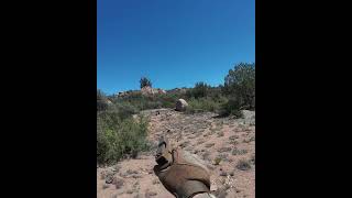 Random  Airsoft in the Desert AirsoftintheDesert [upl. by Sonitnatsnoc192]