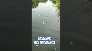 fishing searching freshwater miniature fish Philippines [upl. by Ruomyes]