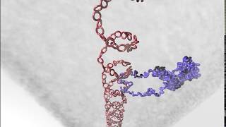 A Pathway for Mitotic Chromosome Formation [upl. by Kristien]