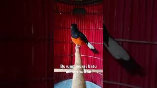 Burung murai batu materi sultan kicaumania kicaumanianusantara burungkicau banjir murai [upl. by Ahc]