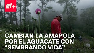 Programa sembrando vida ayuda a agricultores de Guerrero a cambiar la amapola por el aguacate [upl. by Astrix]