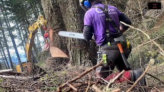 Holzfällen mit Cat 323F amp Cat 323E mit Woody H61 und MS 462 [upl. by Merrow893]