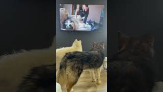 Our Samoyed and Malamute reacting to other malamutes howling on tv 💗 [upl. by Lavelle]