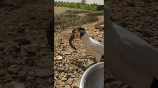 Cormorant swallowing fish cormorants duck cormorant eatingfish cormorantfishing [upl. by Evangelia806]