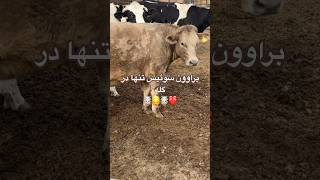 cowvideos cow brownswiss holstein cowboys villagelife dairyfarmers farmerlife dairyfarmers [upl. by Ayoj]