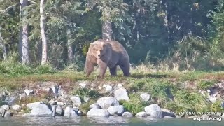 284 Looks Ready for Fat Bear Week  September 19 2024 exploreorg [upl. by Brewer507]