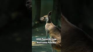 Kangaroo 🦘 quotThe Majestic Hoppers of Australiaquot 🦘🌏 kangaroo animals shorts  Animal Kingdom [upl. by Narba]