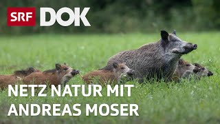 Wildschweine gehen viral  NETZ NATUR mit Andreas Moser  DOK  SRF Wissen [upl. by Uchida242]