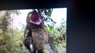 Potoo Bird call [upl. by Bertine621]