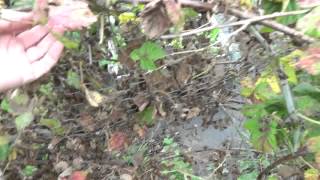 Julies Allotment  Loganberry Pruning  8th Sept 2015 [upl. by Daniels]