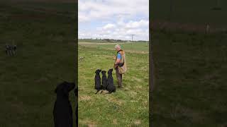 Gundog Training Steadiness and Marking using a remote dummy launcher dogtraining labrador dog [upl. by Berglund]