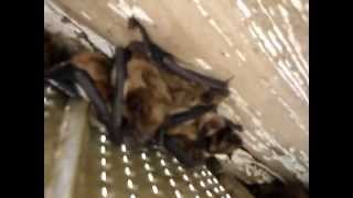 Bats in Soffit [upl. by Olegnaid]